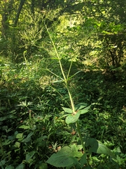 Valeriana pyrenaica