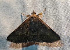 Hypospila
