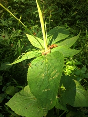 Valeriana pyrenaica