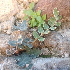 Astrolepis crassifolia