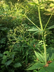 Valeriana pyrenaica