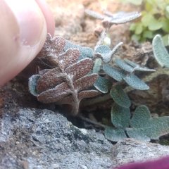 Astrolepis crassifolia