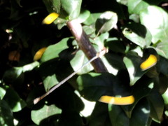 Mecistogaster ornata