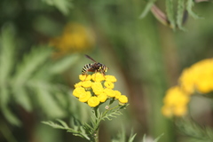 Spilomyia diophthalma