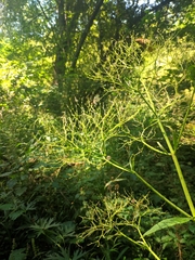 Valeriana pyrenaica