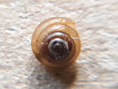Euconulus