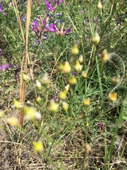 Eremogone procera