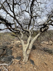 Commiphora tenuipetiolata