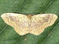 Leptostales ferruminaria