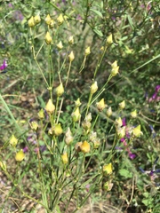 Eremogone procera