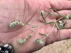 Cryptantha decipiens