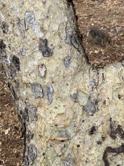 Commiphora tenuipetiolata