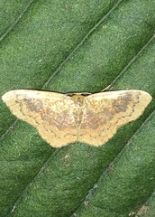 Leptostales ferruminaria