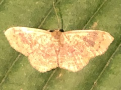 Leptostales ferruminaria