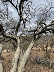 Commiphora tenuipetiolata