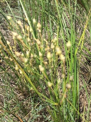 Eremogone procera