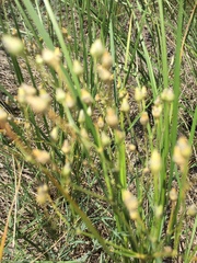 Eremogone procera