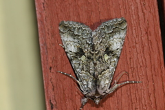 Syngrapha viridisigma