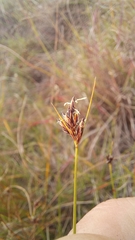 Ficinia fascicularis