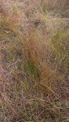 Ficinia fascicularis