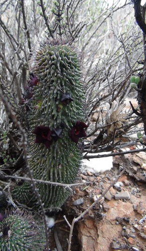 Hoodia pilifera (L.f.) Plowes 2