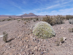 Maihueniopsis camachoi