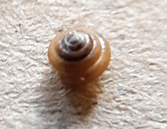 Euconulus