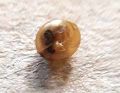 Euconulus