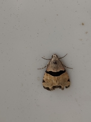 Cobubatha lixiva