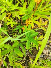 Potentilla chrysantha