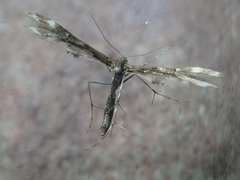 Capperia britanniodactylus