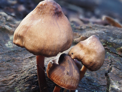 Mycena subgalericulata