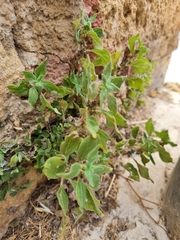 Parietaria judaica