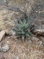 Aloe globuligemma