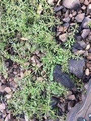 Galium parisiense