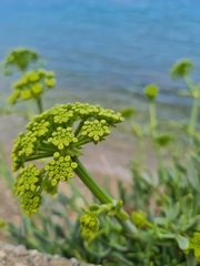 Crithmum maritimum
