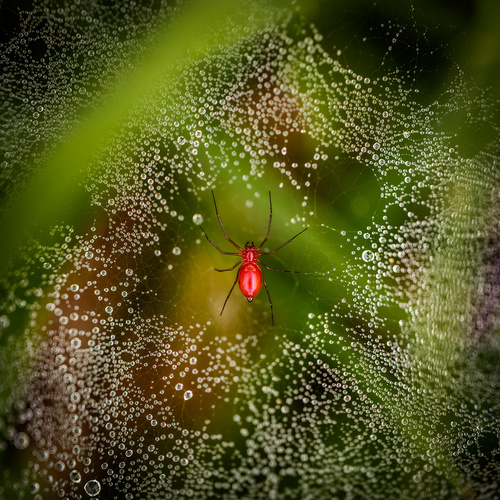 Black-tailed Red Sheetweaver