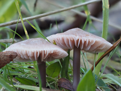 Mycena vinacea
