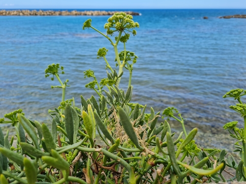 Rock samphire