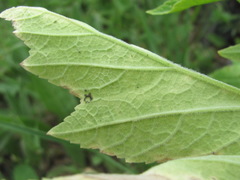 Heracleum freynianum