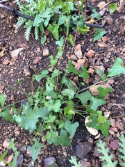 Calystegia purpurata