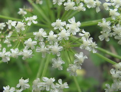 Heracleum freynianum