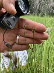 Juncus hallii