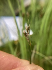 Juncus hallii