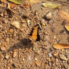 Heraclides androgeus