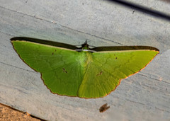Ornithospila avicularia