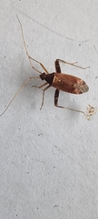 Phytocoris ulmi