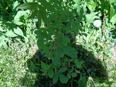 Rubus idaeus strigosus