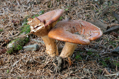Lactarius olympianus