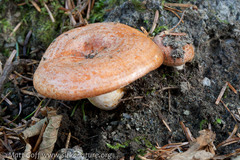 Lactarius olympianus
